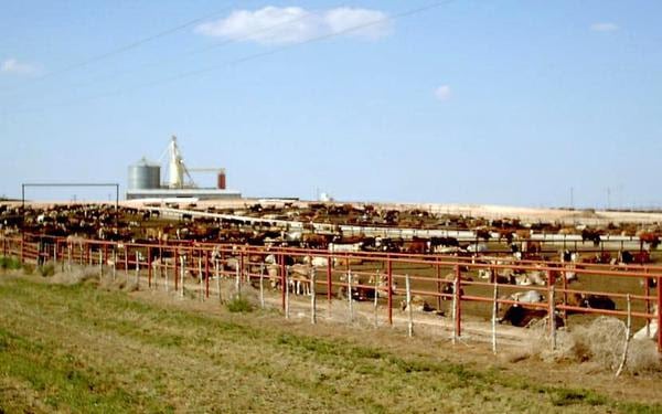 Grass fed vs grain fed beef