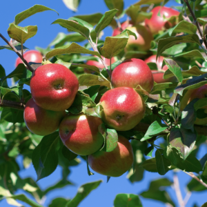 Evercrisp Apple in a tree