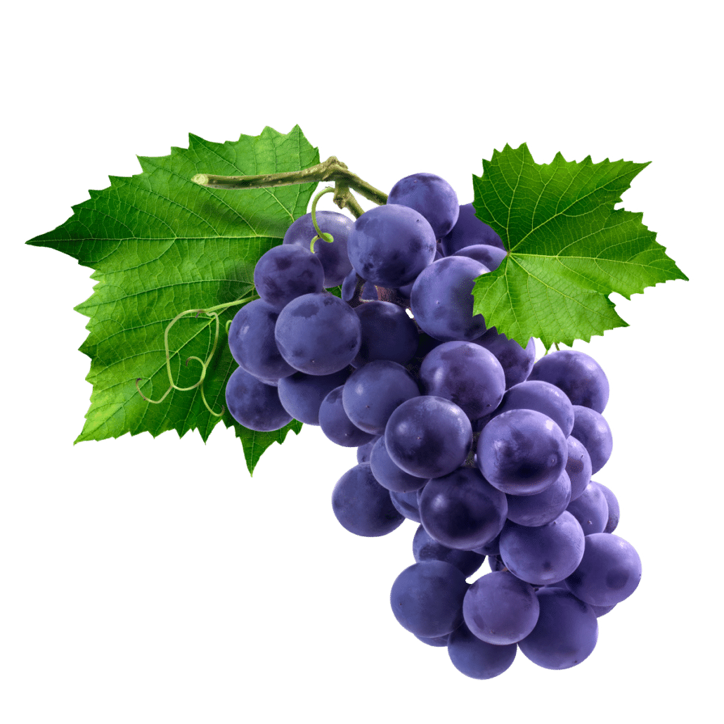 Purple Seedless Grapes (Trusted Supplier) - BinksBerry Hollow
