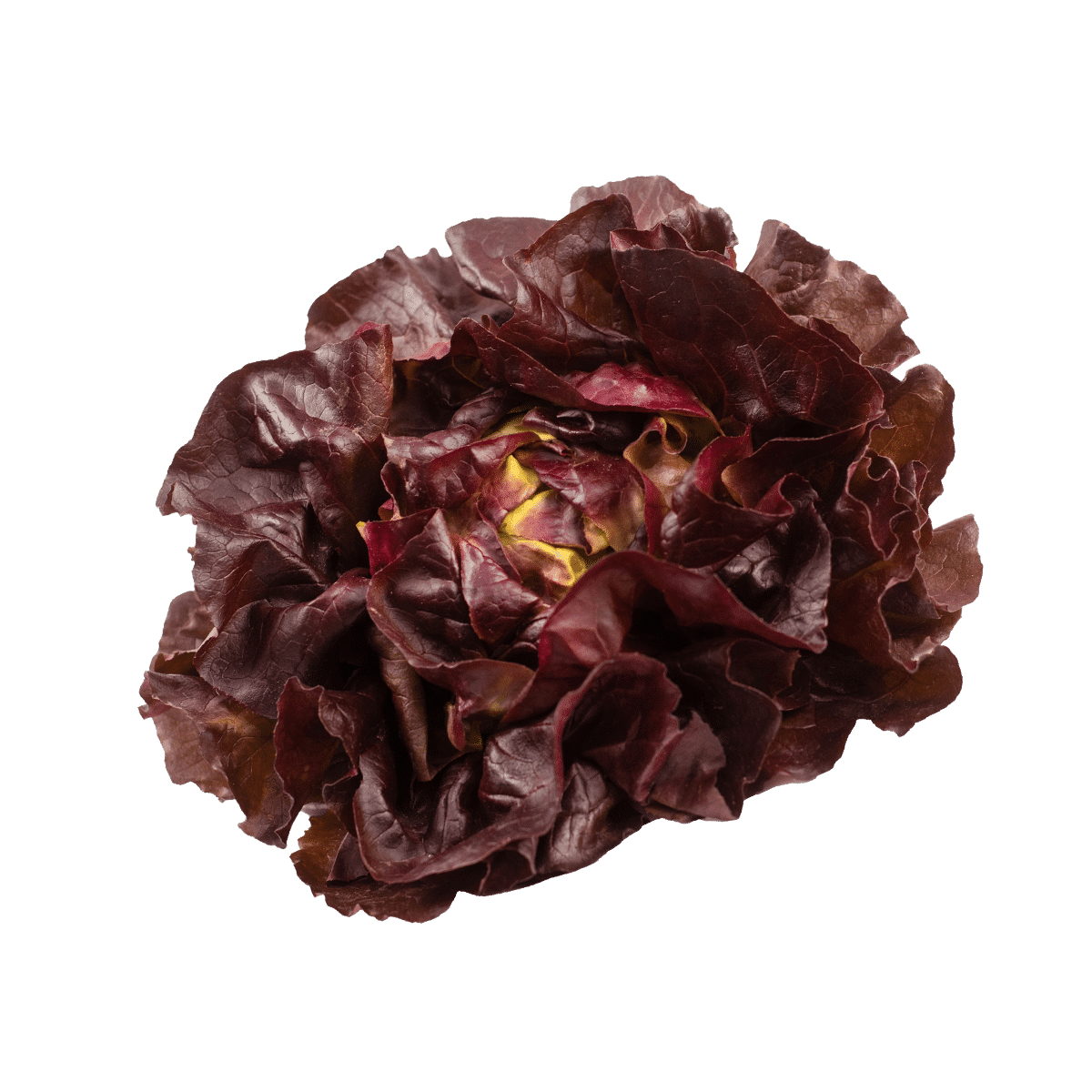 Red Leaf Pesticide Free BinksBerry Hollow Red Leaf Pesticide Free BinksBerry Hollow